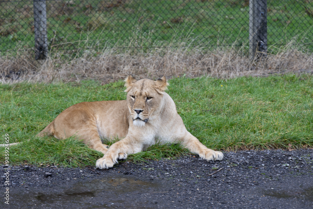 lion in the grass