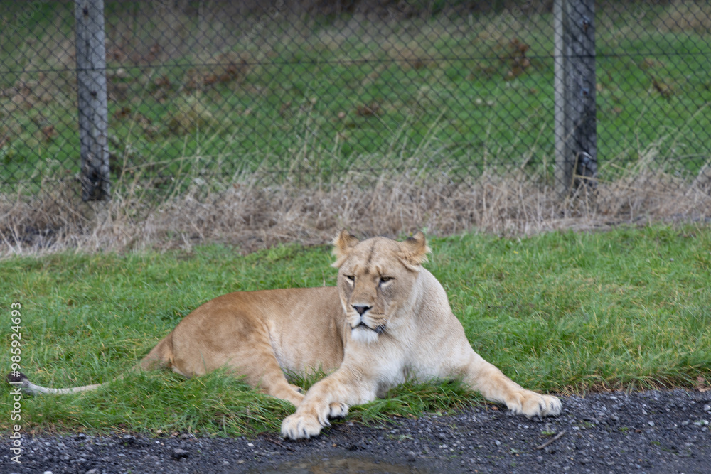 lion in the grass