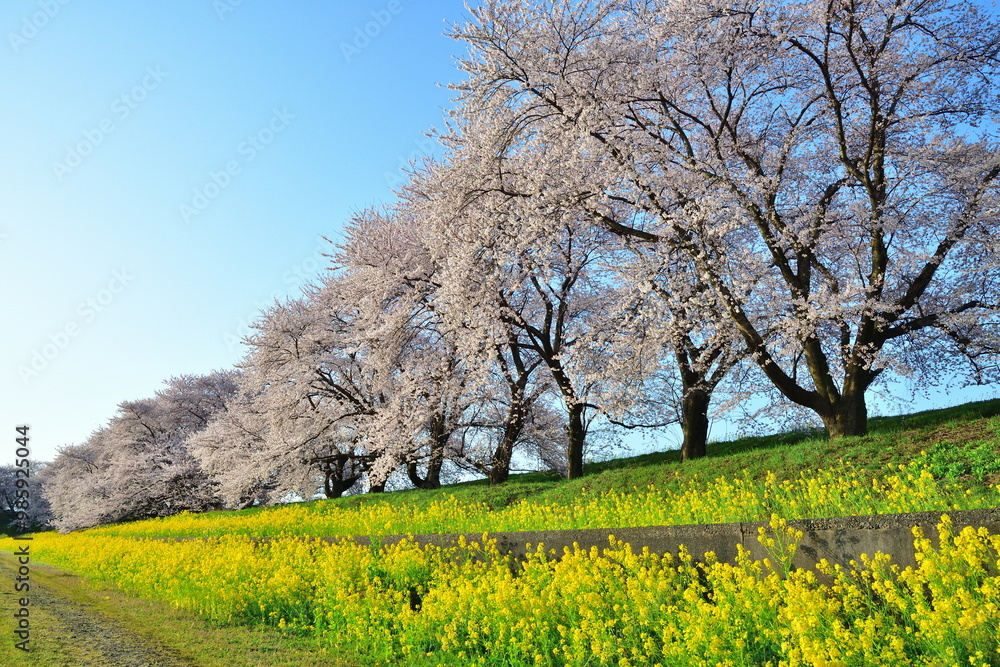 加治川治水記念公園の桜と菜の花（新潟県）
