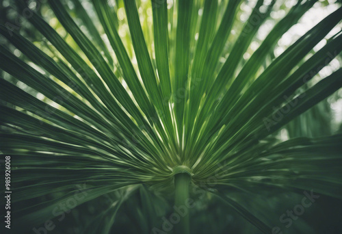 Chinese Fan Palm plant green leaf