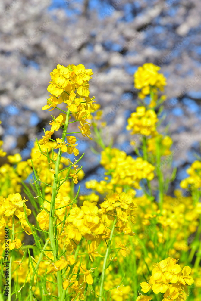 加治川治水記念公園の桜と菜の花（新潟県）