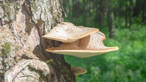 A tree with a mushroom growing on it. The mushroom is brown and has a fuzzy texture. The tree is surrounded by green leaves and grass