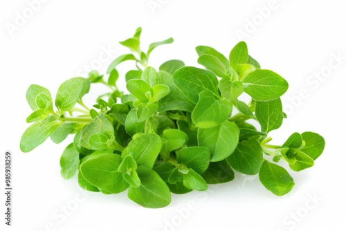 A fresh Marjoram isolated on white