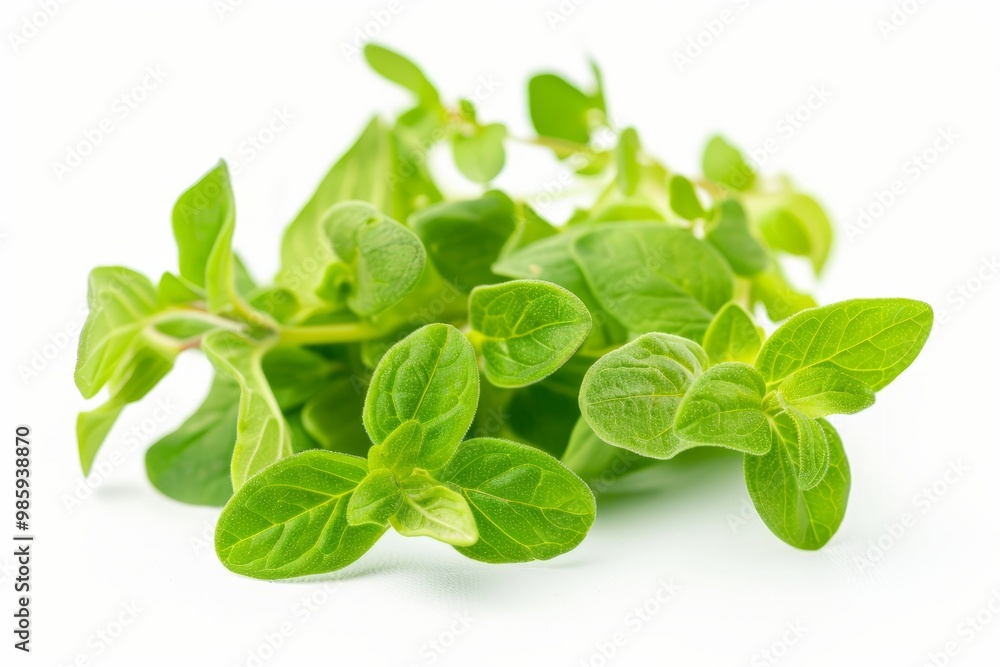 A fresh Marjoram isolated on white A fresh Marjoram isolated on white