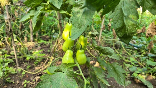 Close-up macro photo of fresh, unripe green tomatoes hanging on a plant in a home garden. Ideal for themes like gardening, organic food, and farm-to-table concepts