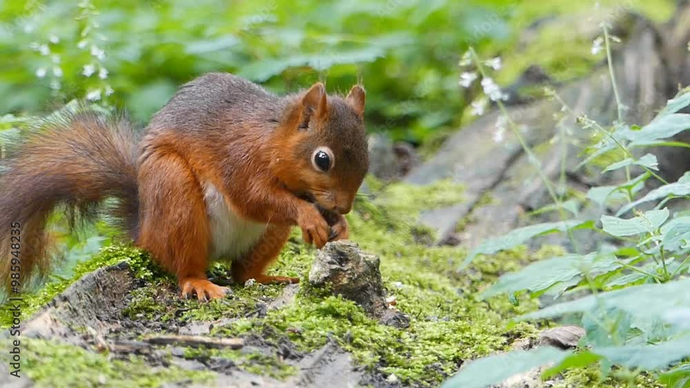 squirrel in the park squirrel in the park