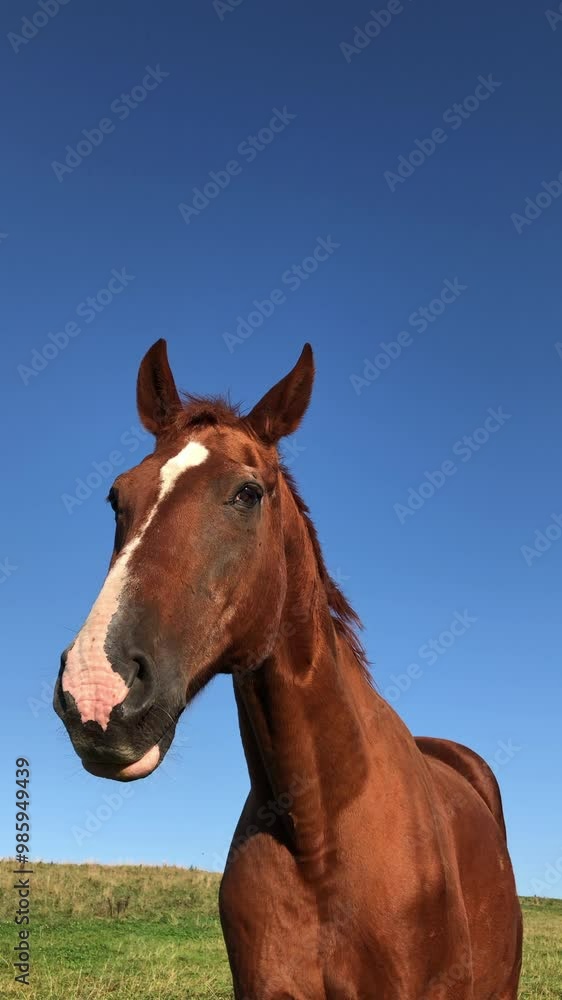 One single brown horse standing in a meadow on a pasture in the rural countryside, blue sky background, front view portrait vertical video
One single brown horse standing in a meadow on a pasture in the rural countryside, blue sky background, front view portrait vertical video