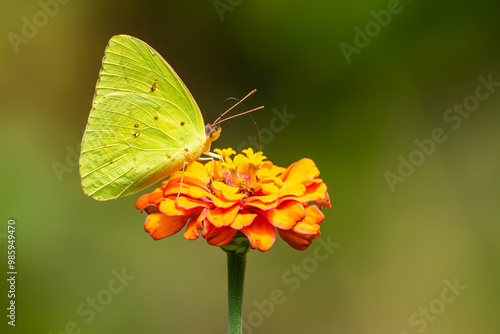 Cloudless Sulphur Butterfly feeding on a orange Zinnia flower