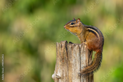 Chipmunk sitting on a tree stump photo