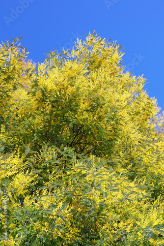 Spring. Blooming acacia dealbata tree