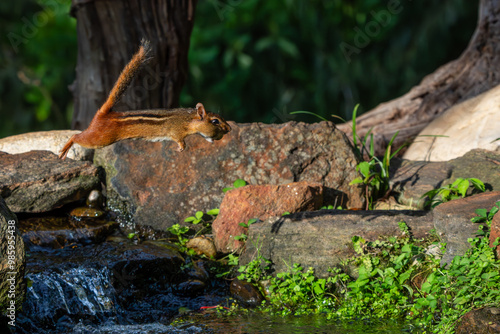 Chipmunk leaping over stream with peanut in mouth