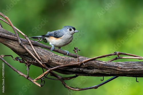 Tufted Titmouse perched on a vine