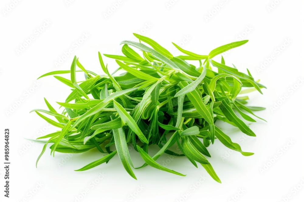 Fototapeta premium A fresh Tarragon isolated on white