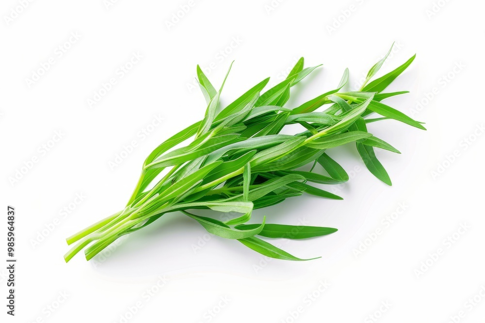 A fresh Tarragon isolated on white. --ar 3:2 --v 6 Job ID: 3b6e4b58-843a-49cf-8e28-2f45601c0b93