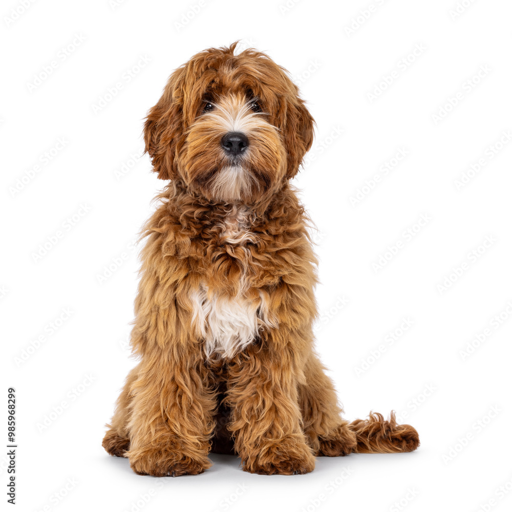 Adorable young labradoodle dog pup with white spots, sitting up facing front. Looking towards camera. Isolated on a white background. Adorable young labradoodle dog pup with white spots, sitting up facing front. Looking towards camera. Isolated on a white background.