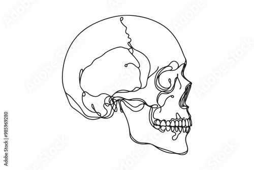 Continuous one line human anatomical skull, vector illustration