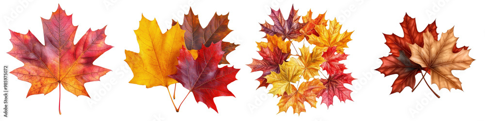 Fototapeta premium Vibrant Maple Leaves in Autumn Foliage Display Changing Nature s Colors Scenic Assortment of Red Orange and Yellow Fallen Leaves Representing the Seasonal Transition of Fall