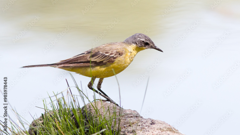 Fototapeta premium yellow wagtail on a rock