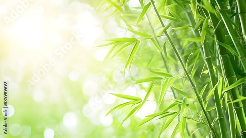 Lush green bamboo leaves with sunlight, creating a serene and tranquil atmosphere in nature.