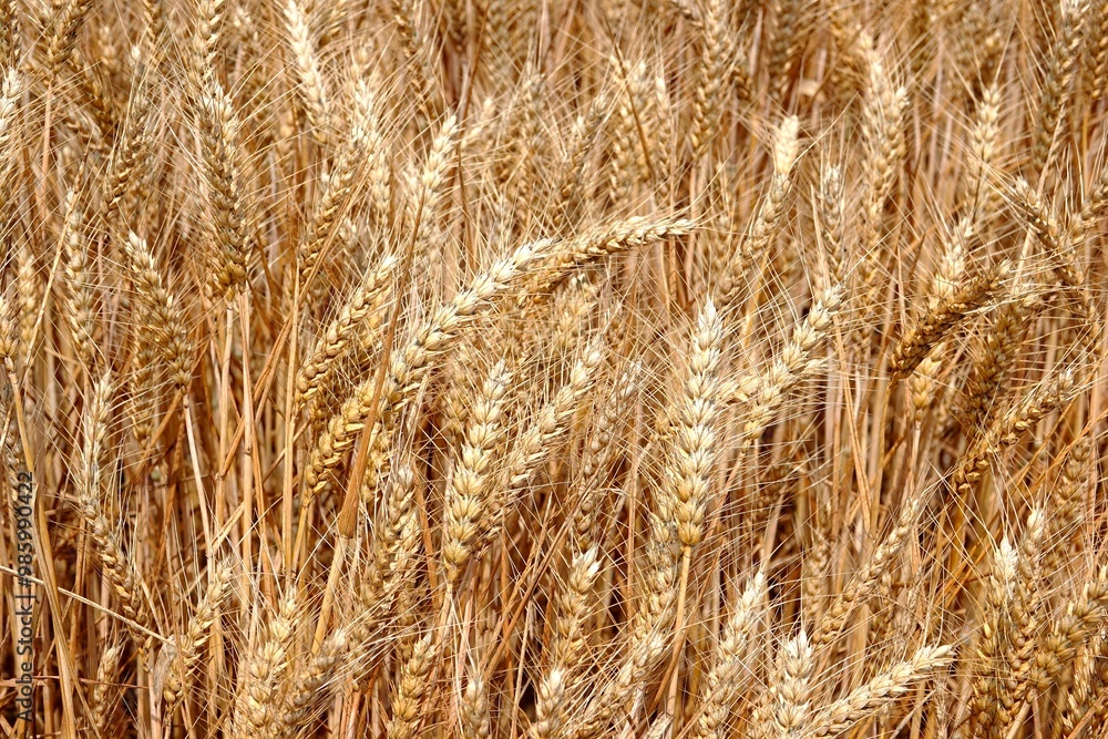 Gros plan sur des épis de blé ensoleillés Gros plan sur des épis de blé ensoleillés
