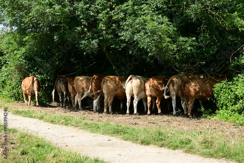 Cows Seeking Shade From Summer Sun, Cambridgeshire, England