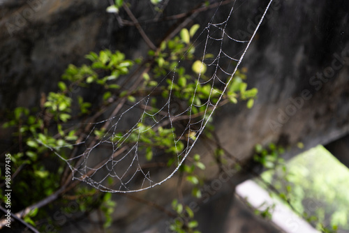 Spider webs with dewdrops hanging from tree branches. Bottom view.