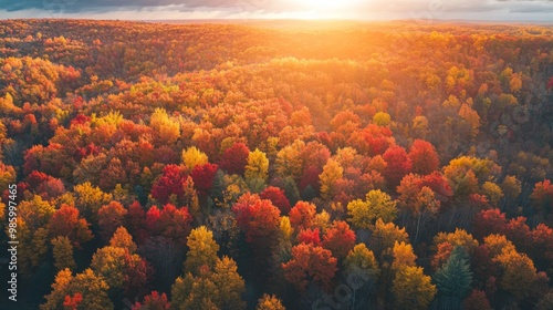 Aerial View of a Forest During Autumn with a Golden Sunset