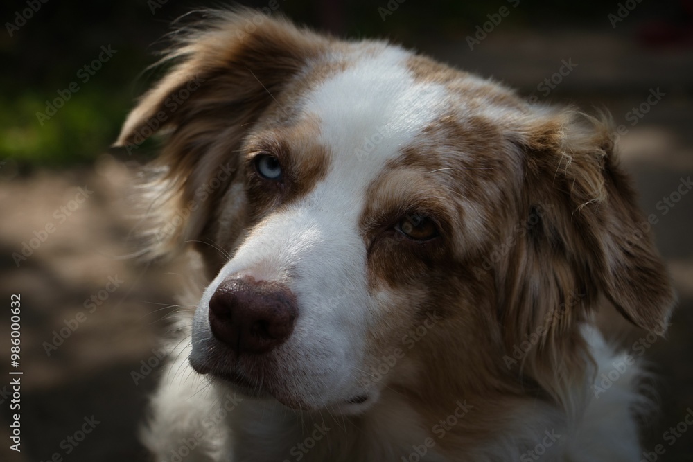 Hund Portrait Hund Portrait