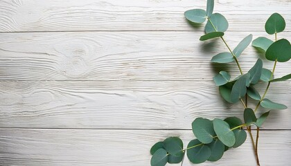 Eucalyptus branches and leaves on wooden rustic white background. Minimal background eucalyptus on white board. Flat lay, top view, copy space
