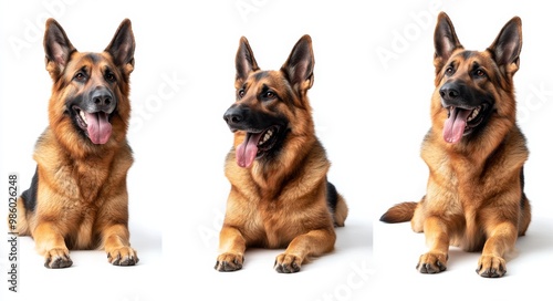 shepherd dog isolated on white background