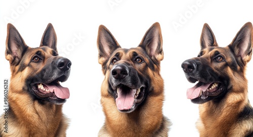 shepherd dog isolated on white background