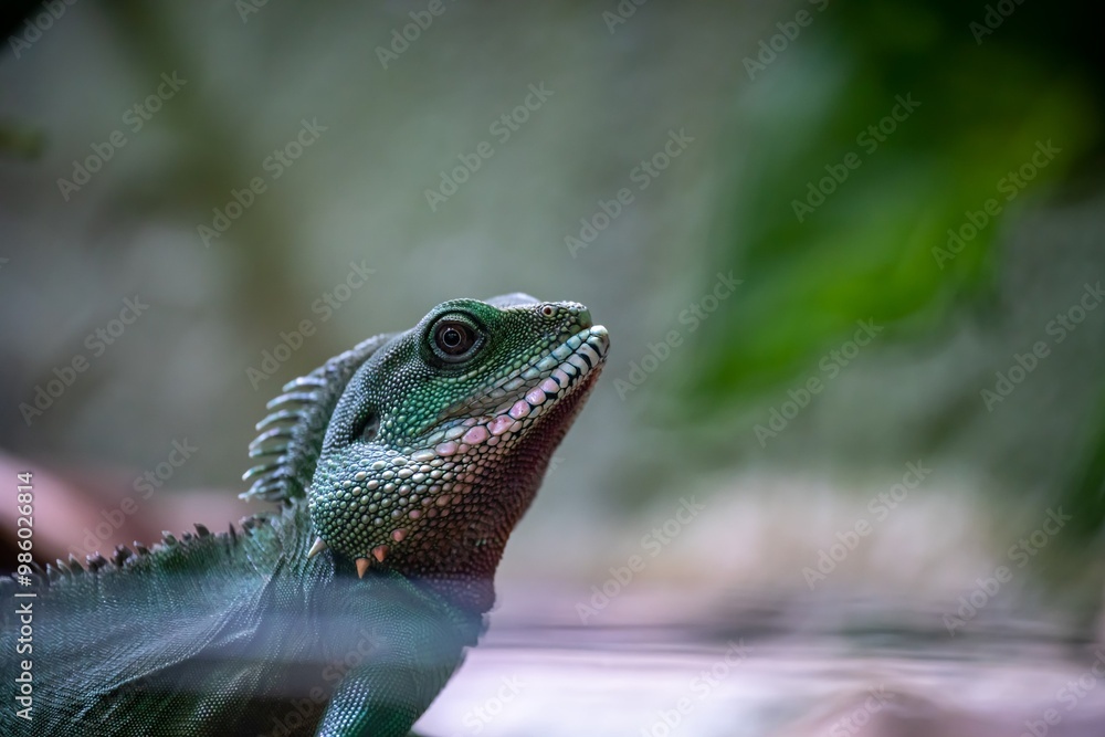 Chinese water dragon macro closeup Chinese water dragon macro closeup