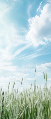 A field of tall grass with a clear blue sky above