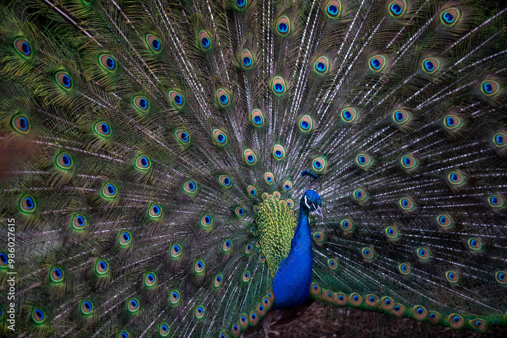 Obraz premium high resolution image of peacock with feathers out
