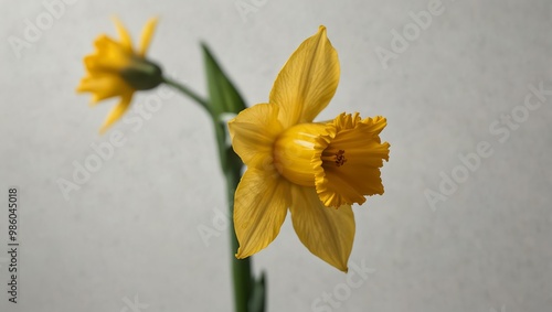 Single bright yellow daffodil on a clean white background.