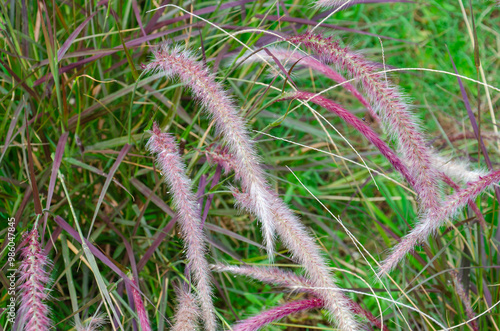 Pennisetum advena - Cherry Sparkler Grass in the garden photo