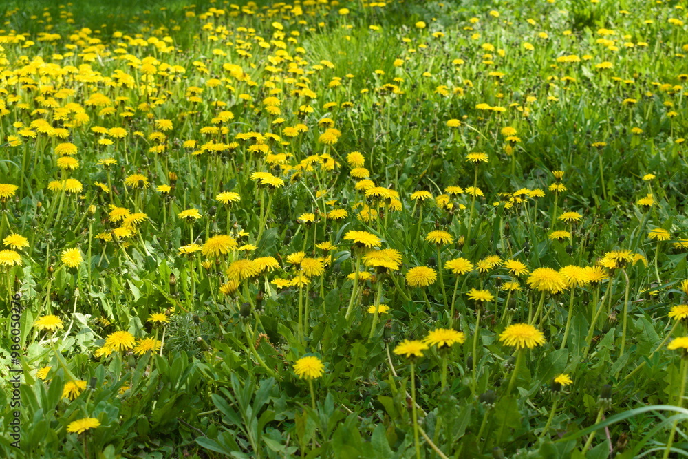 Fototapeta premium yellow dandelions on grass