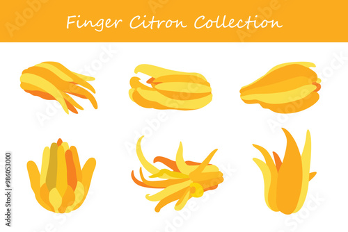 finger citron collection in different poses. Vector illustration.