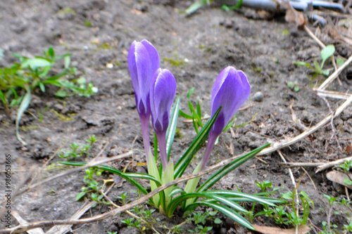 Nature photography white snowdrop flowers. Flowers with white buds on a landscape meadow. High quality photo