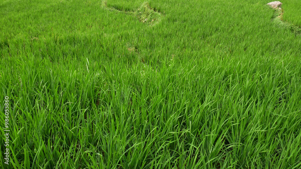 A view of the rice fields with lush and green rice plants, reflecting the fertility of the soil and good care.