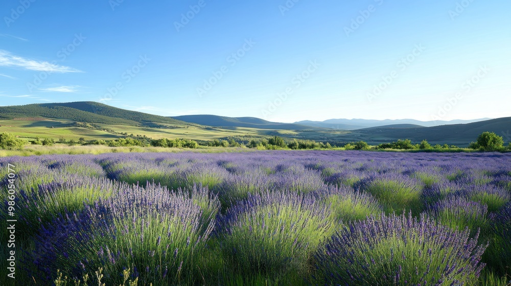 Obraz premium Lavender field in a mountainous landscape with a clear blue sky.