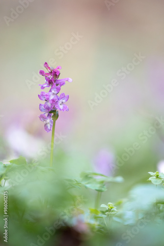 Lerchensporn mit weichen Bokeh photo