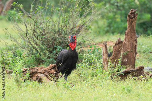 Bucorve du Sud, Grand calao terrestre, Bucorvus leadbeateri, Southern Ground Hornbill photo