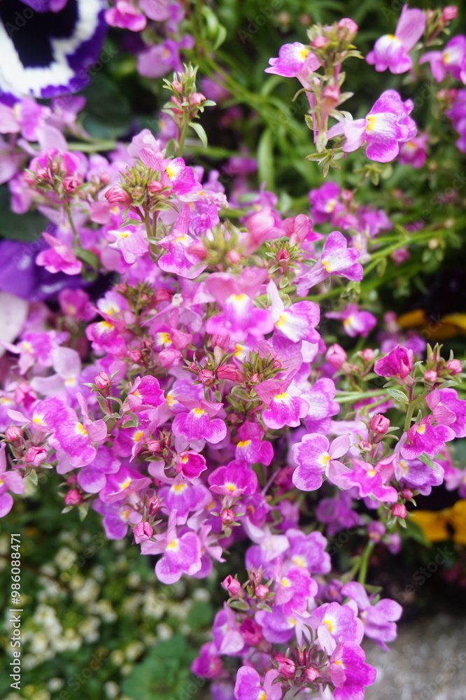 beautiful botanical shot, natural wallpaper. beautiful flowers. beautiful botanical shot, natural wallpaper. beautiful flowers.