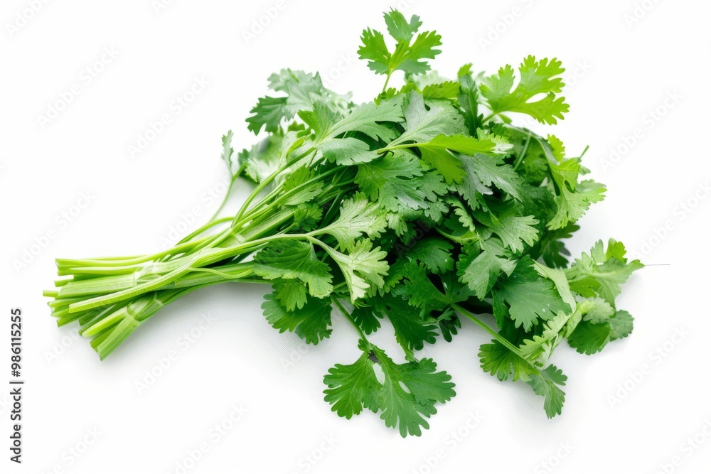 A fresh Cilantro isolated on white A fresh Cilantro isolated on white