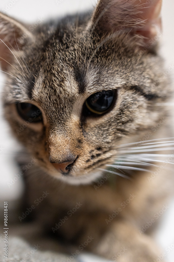 Naklejka premium Śpiący kot