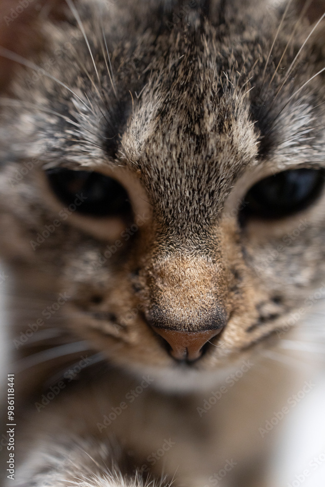 Naklejka premium Śpiący kot