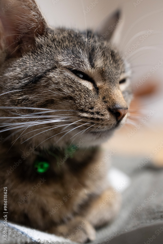 Naklejka premium Śpiący kot