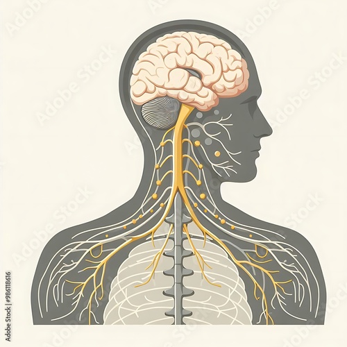 Nervous Neural system, flat illustration of human body system, graphics resource for medical, diagnostic, treatment, biology, banner poster