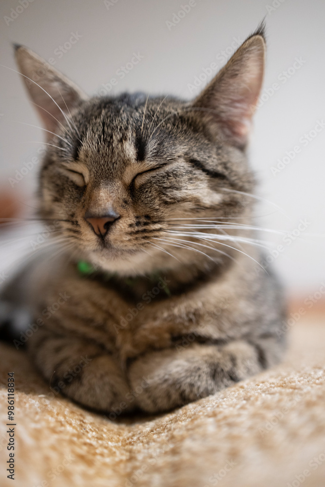 Naklejka premium Śpiący kot